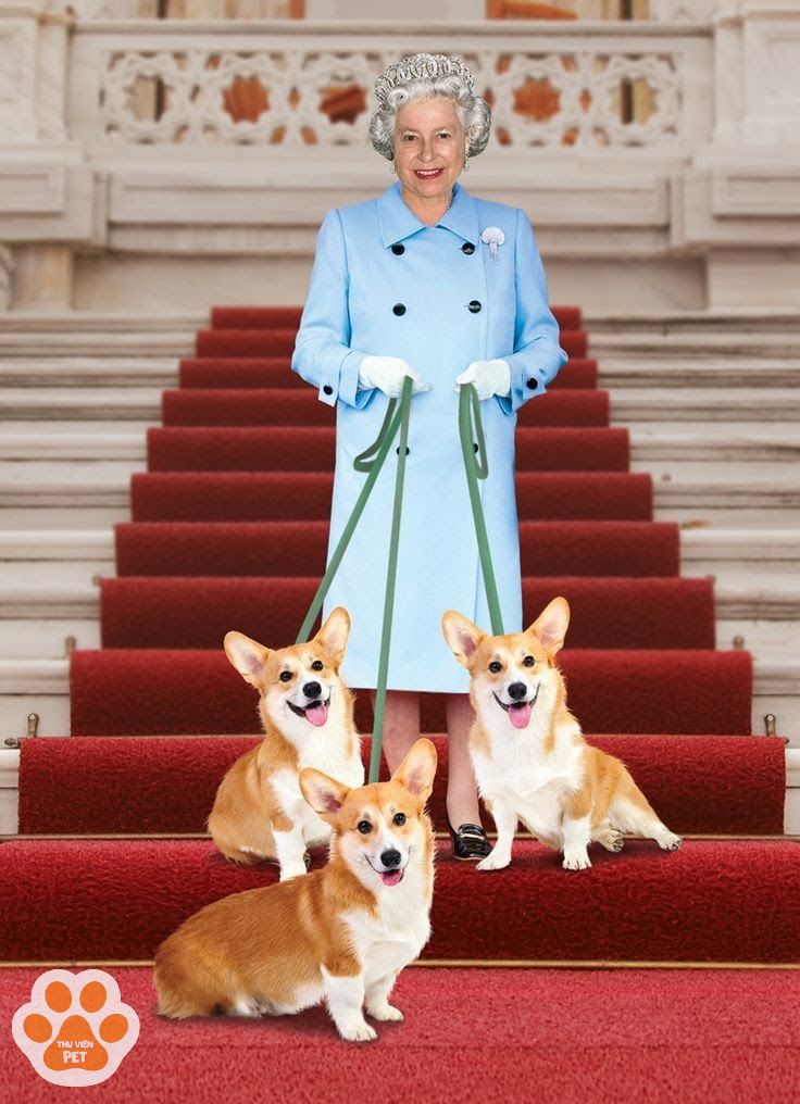 Cuộc sống nhung lụa của những chú chó Corgi trong hoàng gia