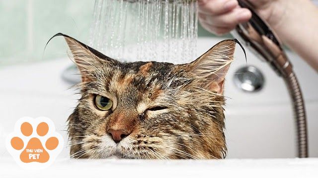 Chỉ nên tắm cho mèo tắm 3 tuần/ lần thôi nhé!