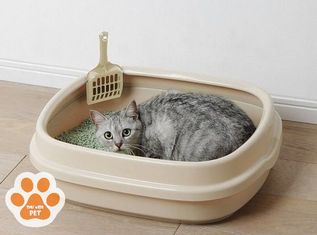 Nên có nhiều hơn 1 nhà vệ sinh cho mỗi chú mèo được nuôi