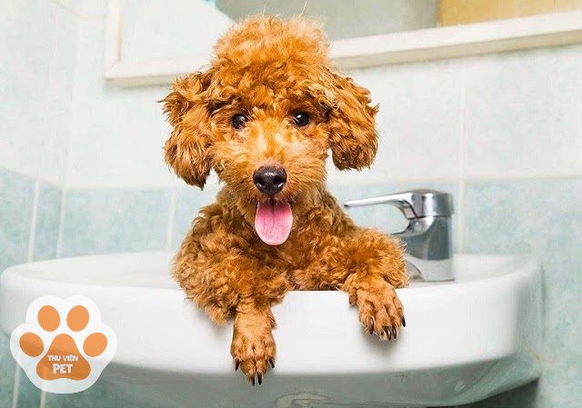 Sữa tắm cho chó gồm những loại nào?