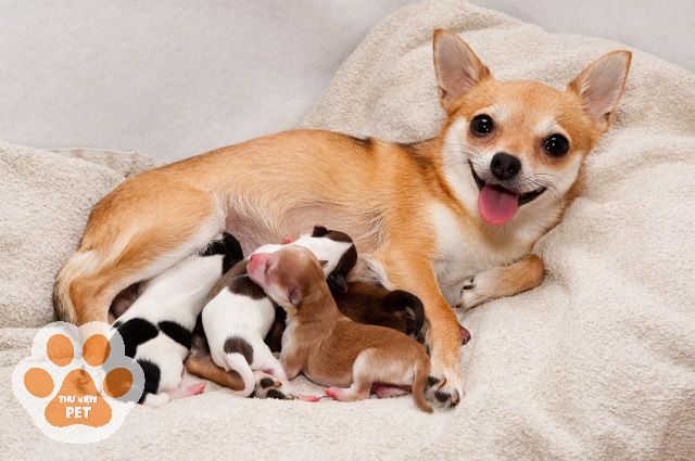 Những biến chứng có thể xảy ra khi chó mẹ đẻ con