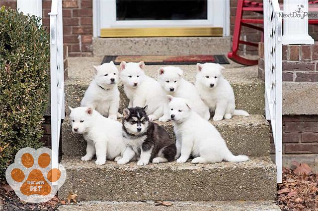 Vẻ đẹp tinh khiết và sang trọng của những chú chó Alaska trắng tuyết