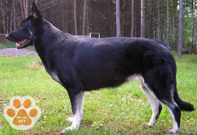 Chó Béc Giê Nga là thế hệ lai giữa chó Becgie Đức và giống chó tuyết tại Nga