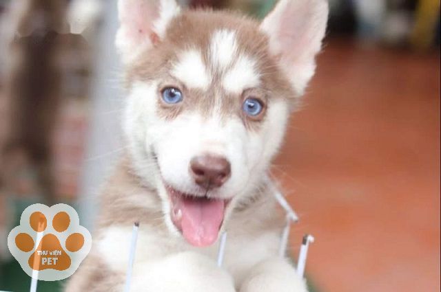 Chú chó Husky nâu đỏ với đôi mắt xanh biển đẹp “hút hồn”