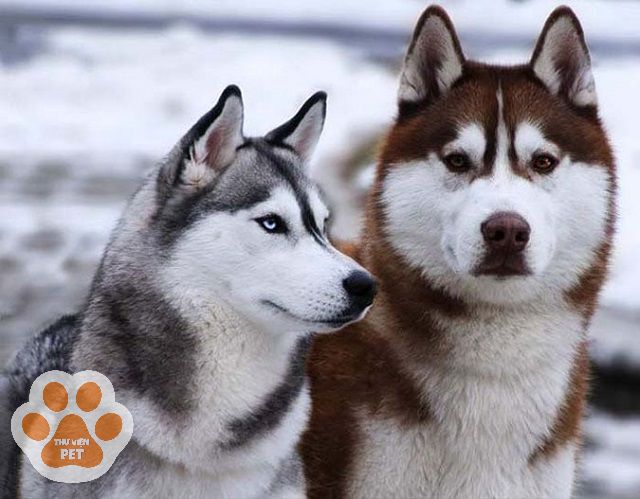 Chó Husky và Alaska khác nhau ở màu mắt