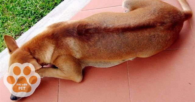 Chó Phú Quốc lai có thân hình thon gọn, săn chắc