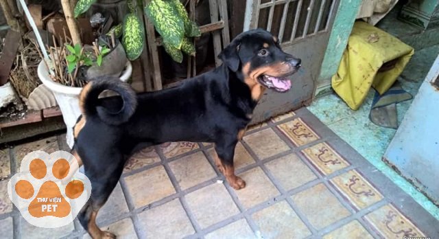 Chó Phú Quốc lai Rottweiler không phù hợp với khí hậu Việt Nam