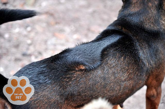 Vết lông xoáy trên lưng chó Phú Quốc thuần chủng