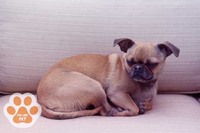 Chó pug lai Chihuahua - Một sự kết hợp hoàn hảo