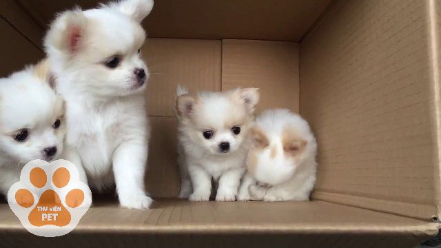 Những chú cún Bắc Kinh lai Nhật sở hữu ngoại hình đáng yêu