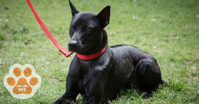 Chó Phú Quốc màu đen phổ biến nhất trên thị trường