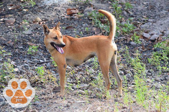 Chó Phú Quốc thuần chủng vẫn có thể không có xoáy trên lưng