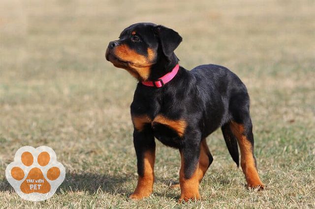 Bạn nên mua một em Rottweiler khoảng 2 tháng tuổi để huấn luyện chúng dễ dàng