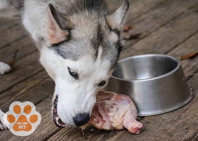 Không nên cho Husky ăn thịt sống