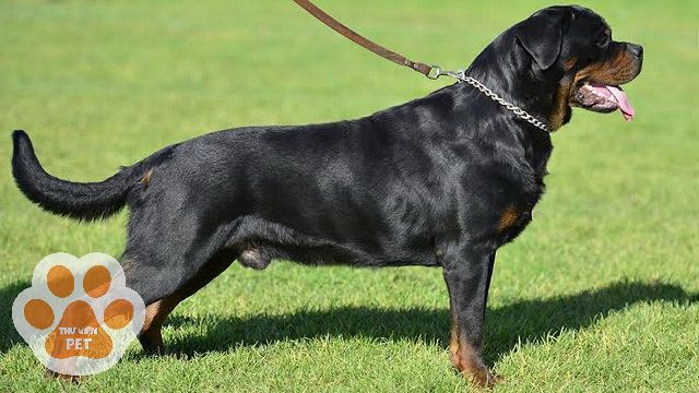 Giống chó Rottweiler nặng bao nhiêu kg còn tùy vào giới tính của chúng