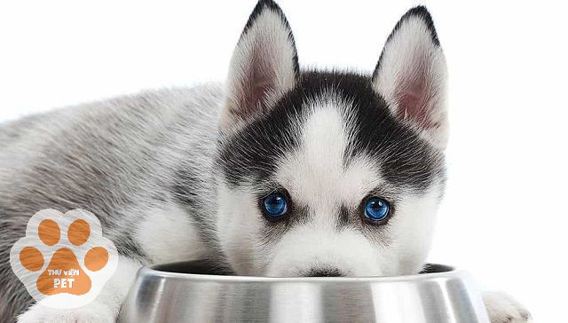 Chế độ ăn tham khảo của chó Husky theo độ tuổi.
