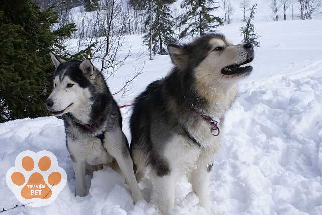 Những câu hỏi thường gặp về chó Husky và Alaska