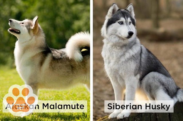 Phân biệt chó Husky Alaska dựa vào vóc dáng