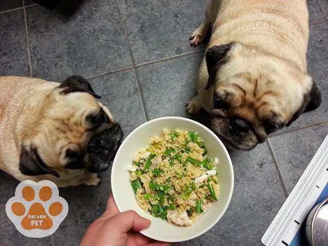 Thức ăn tự nấu và đồ ăn tươi cũng là những món ăn lý tưởng dành cho chú chó Pug biếng ăn