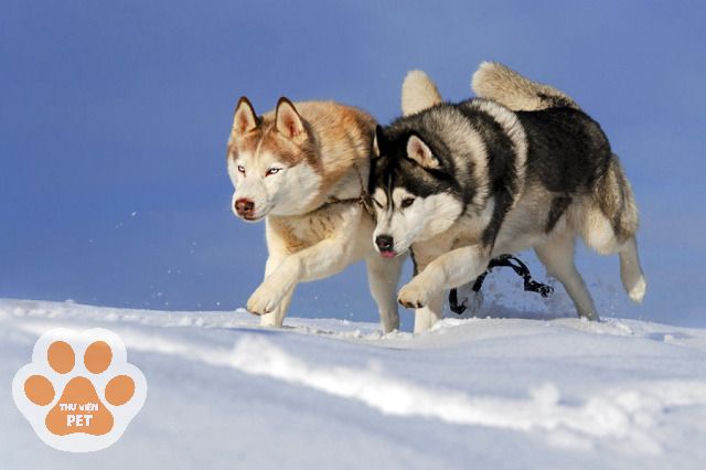 Tính cách chó husky và alaska khác nhau ở điểm nào