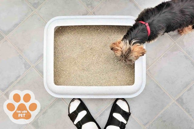 Cát vệ sinh cho chó: Cách chọn và sử dụng cát cho chó đi vệ sinh