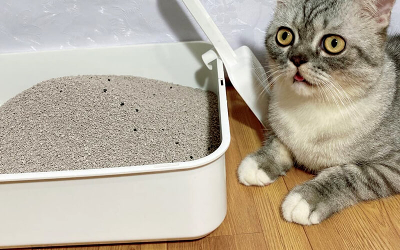 cát vệ sinh mèo
