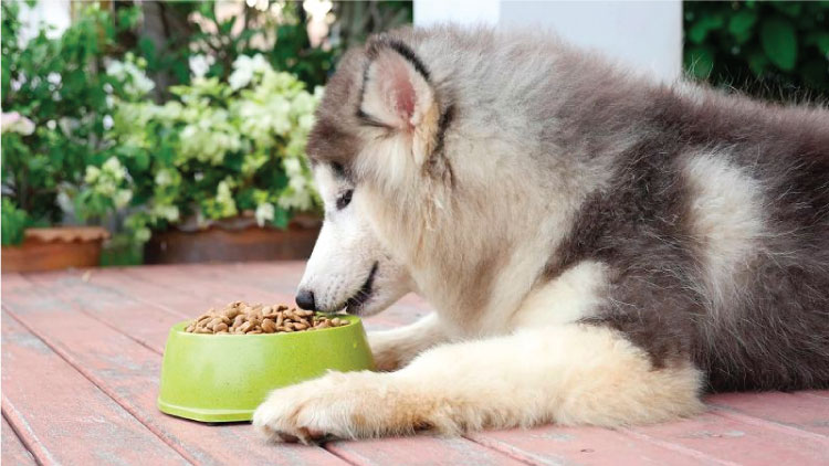 Chó Alaska ăn gì? Những loại thức ăn cho chó Alaska đảm bảo dinh dưỡng
