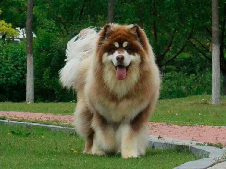 Giá chó Alaska Giant khổng lồ? Kinh nghiệm chăm sóc giống chó Alaska khổng lồ