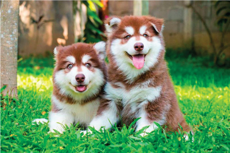 Chó Alaska nâu đỏ và những đặc điểm nổi bật bạn cần biết
