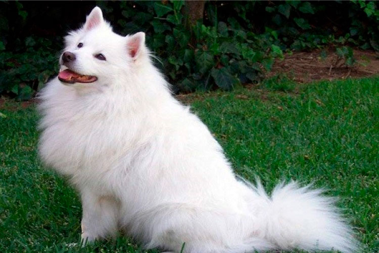 Hình ảnh chó Alaska trắng