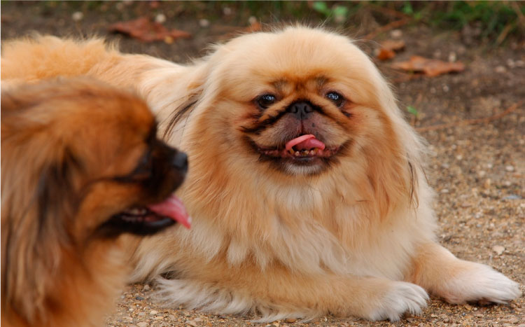 Tất tần tật các thông tin hữu ích về chó Bắc Kinh