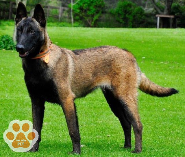 Chó Béc Bỉ trưởng thành được định giá theo ngoại hình và tính cách