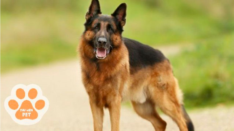 Tìm hiểu đặc điểm, cách chăm sóc và giá bán của chó Becgie Nga