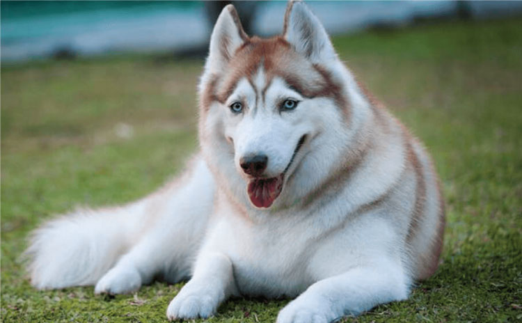 Chó Husky Sibir: Đặc điểm và cách chăm sóc, huấn luyện hiệu quả nhất
