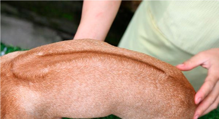 Chó Phú Quốc không có xoáy: Loài thuần chủng hay chó lai?