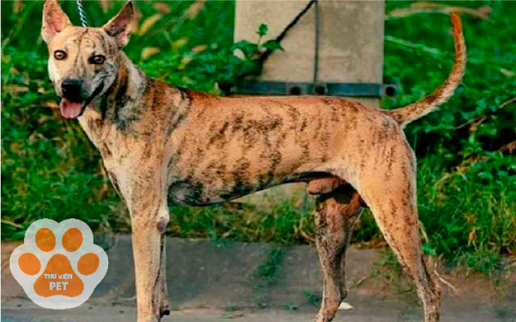 Chó Phú Quốc vện có mấy loại? 4 yếu tố ảnh hưởng đến giá chó vện Phú Quốc