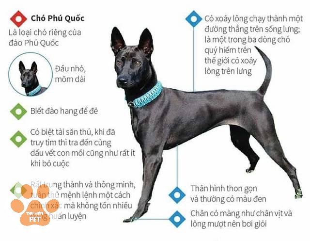 1 Chó Phú Quốc Không Có Xoáy: Loài Thuần Chủng Hay Chó Lai?