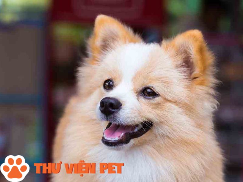 Top 8 Giống Chó Phốc Sóc Lai Phổ Biến Nhất Hiện Nay - Thư Viện Pet - Trang  Chia Sẻ Thông Tin Và Cách Chăm Sóc Thú Cưng