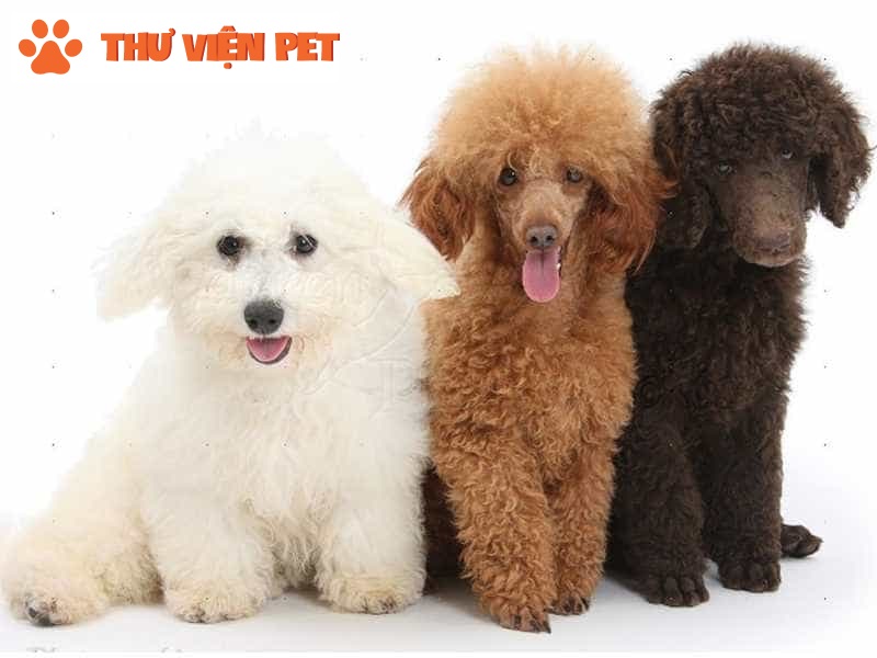 Tham khảo các giống chó Poodle lai phổ biến trên thị trường hiện nay