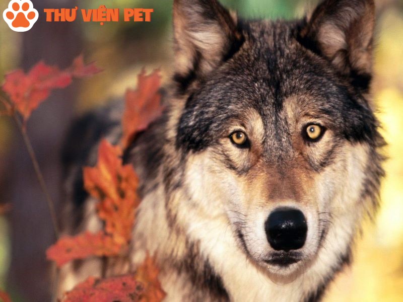 Giới thiệu Wolf Hybrid – Chó lai sói thế hệ chó lai nguy hiểm bậc nhất hành tinh