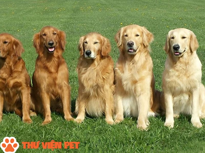 Thông tin sơ lược về đặc điểm tính cách chung của giống chó golden 