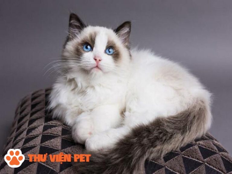 Top 9 loại mèo cảnh đẹp và phổ biến nhất Việt Nam - Thư Viện Pet ...