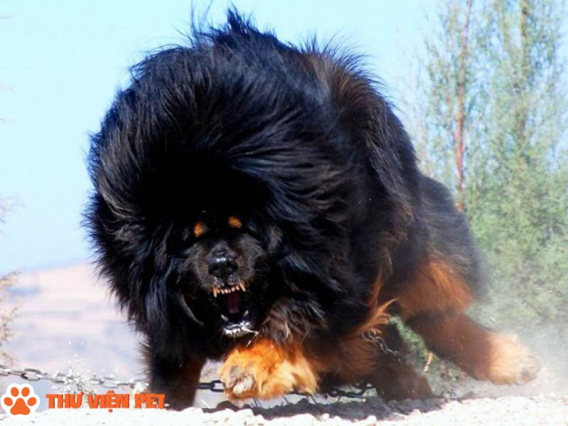 Chó Ngao Tây Tạng – Tìm hiểu về đặc điểm tính cách trước khi nuôi