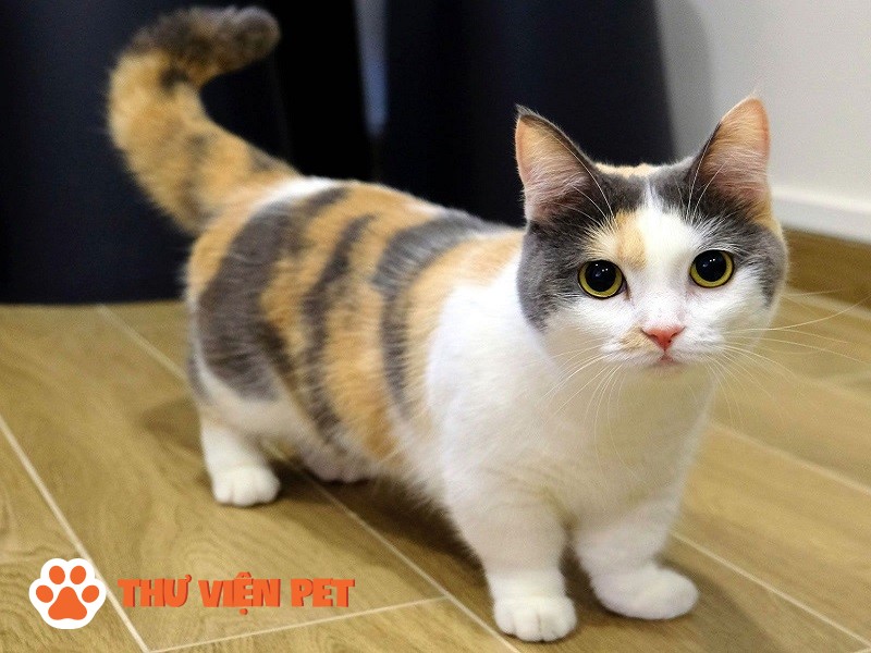 Giới thiệu Mèo Anh chân ngắn Munckin: Nguồn gốc, đặc điểm, giá bán