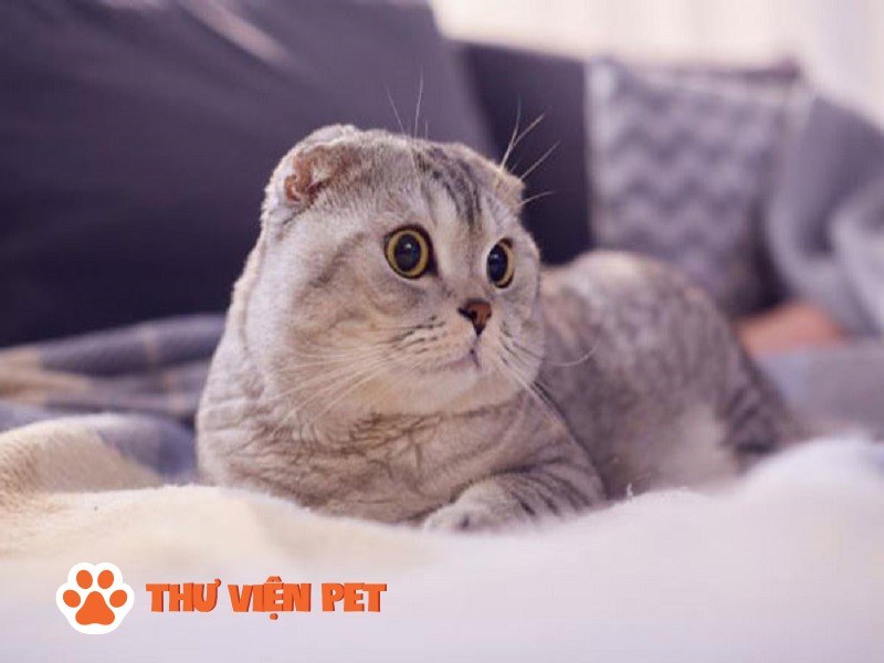 Tìm hiểu Mèo Scottish Fold Tai Cụp: Nguồn Gốc, Đặc Điểm Và Giá Bán
