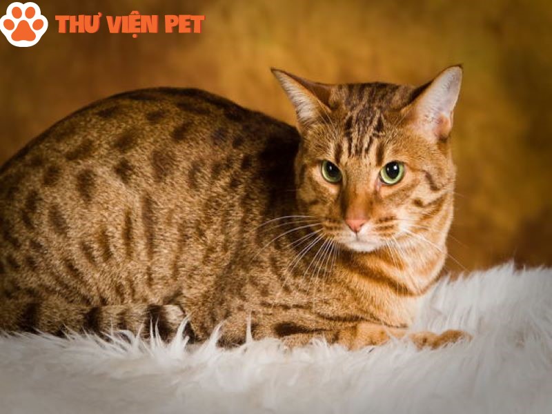 Mèo Ocicat – nguồn gốc, đặc điểm, cách chăm sóc và giá bán