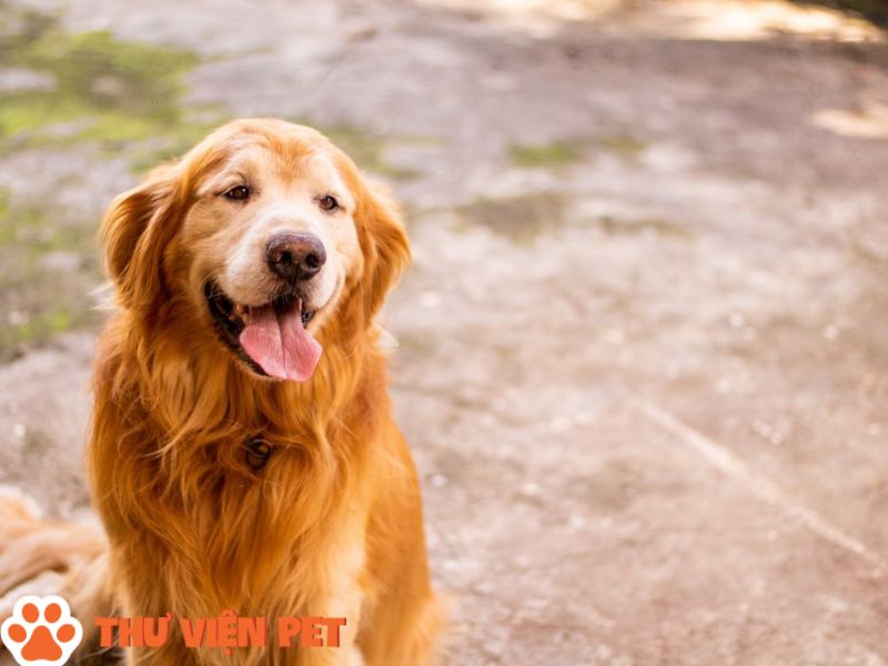 Những lý do nên nuôi chó Golden bạn cần biết