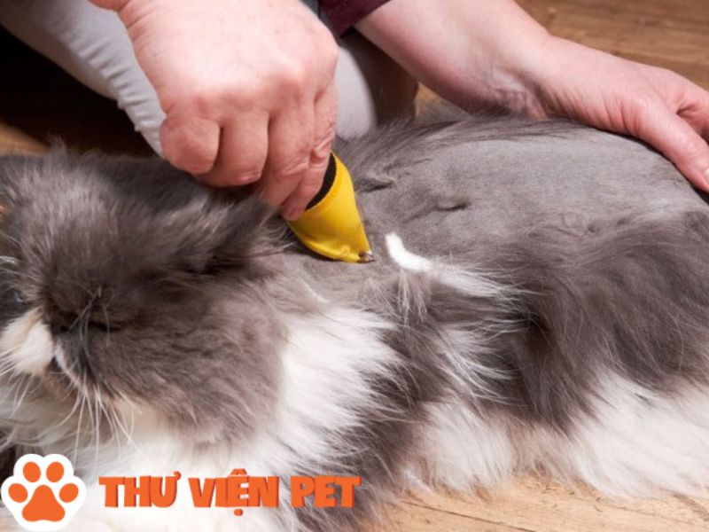 Búi lông là một trong những lý do mà bạn nên cân nhắc cạo lông cho chú mèo cưng