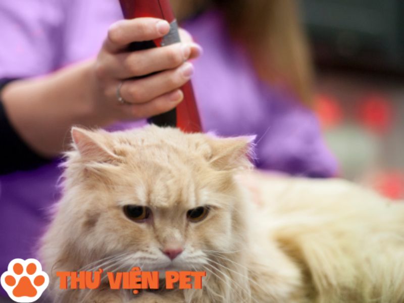 Thường xuyên chăm sóc mèo để giúp lông của chúng không bị tình trạng dính liền vào nhau