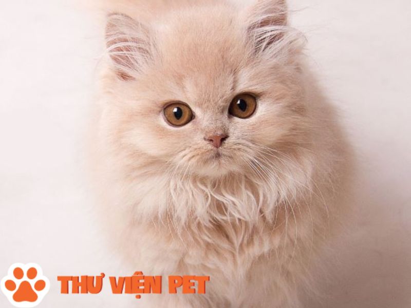 Nét đặc điểm ngoại hình đặc trưng bộ lông mềm mượt đẹp của giống mèo Anh lông dài 